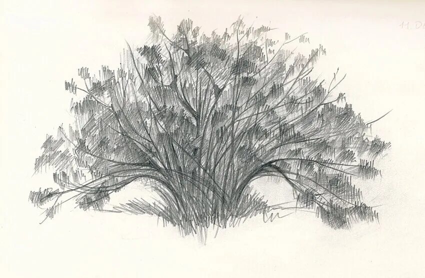 Кустарники в графике. Кусты карандашом. Кусты карандашом. Поэтапное рисование кустов. Кусты карандашом.