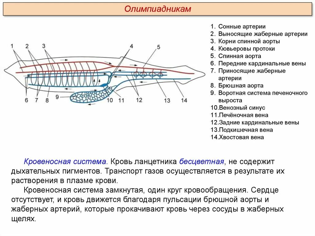 Какая кровь у хордовых. Тип Бесчерепные класс Ланцетники. Тип Хордовые ланцетник кровеносная система. Схемы строения ланцетника кровеносная. Схема кровообращения ланцетника.