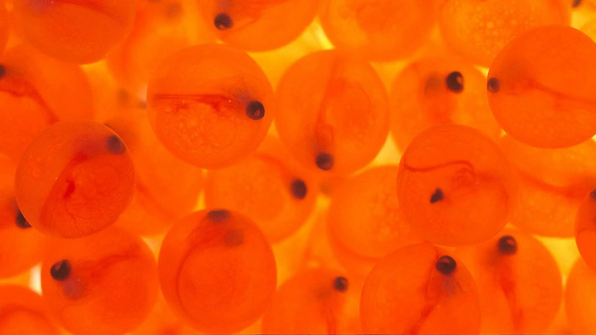 Оплодотворенная икра форели. Оплодотворенной икры радужной форели. Икринка малек рыба. Икринка рыбы под микроскопом.