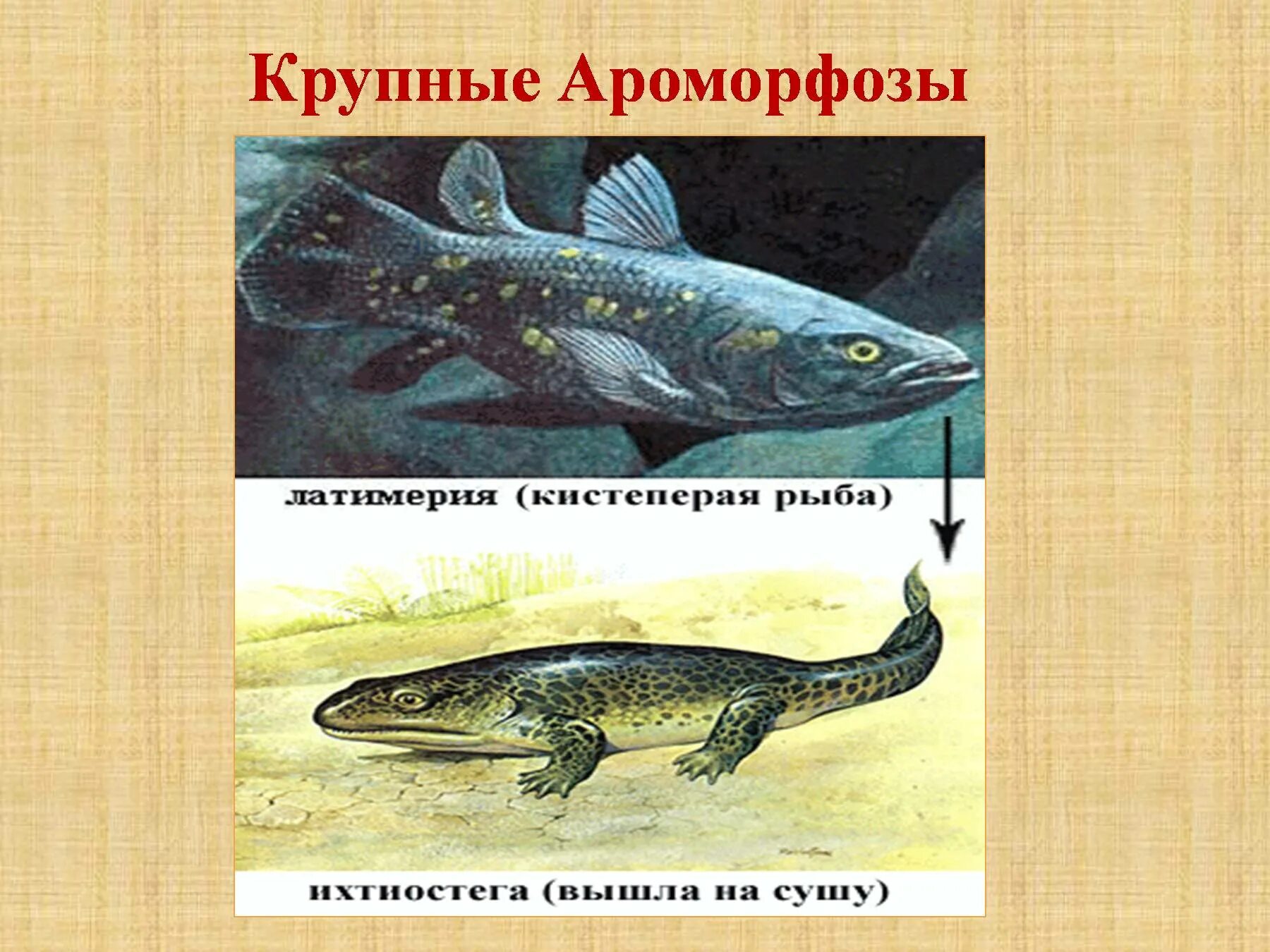 Латимерия биологический прогресс. Крупные ароморфозы. Кистеперые рыбы ароморфозы. Крупнейшие ароморфозы. Ароморфозы амфибий.