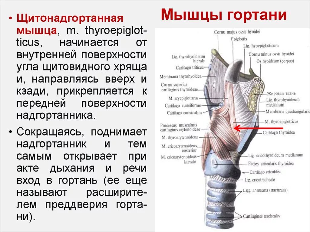 Дал в гортань. Перстнещитовидная мышца гортани.