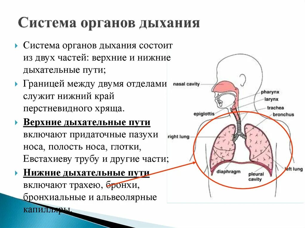 Дыхание с помощью легких впервые появляется у. При заболеваниях дыхательной системы. Заболевания органов дыхательной системы. Заболевания верхних и нижних дыхательных путей. Дыхательная система Верхние и нижние дыхательные пути.