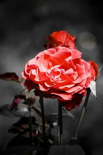 Max rose