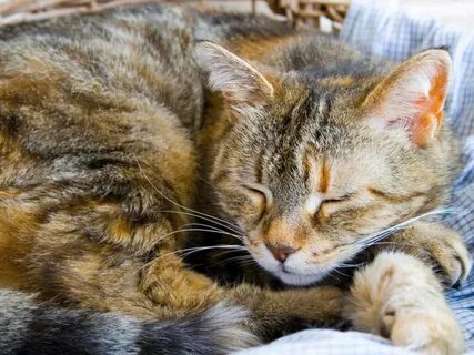 Котенок дышит ртом после игры