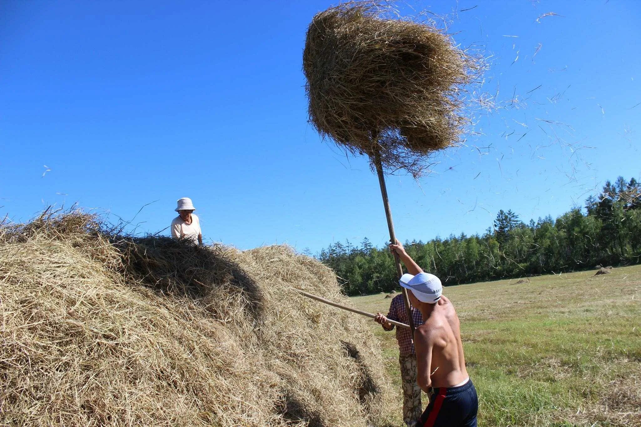 Коса косить траву. Милое поле. Сено косят. Мужик косит траву. Косить траву во сне к чему снится.