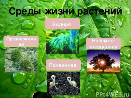 Из сред жизни самая тонкая
