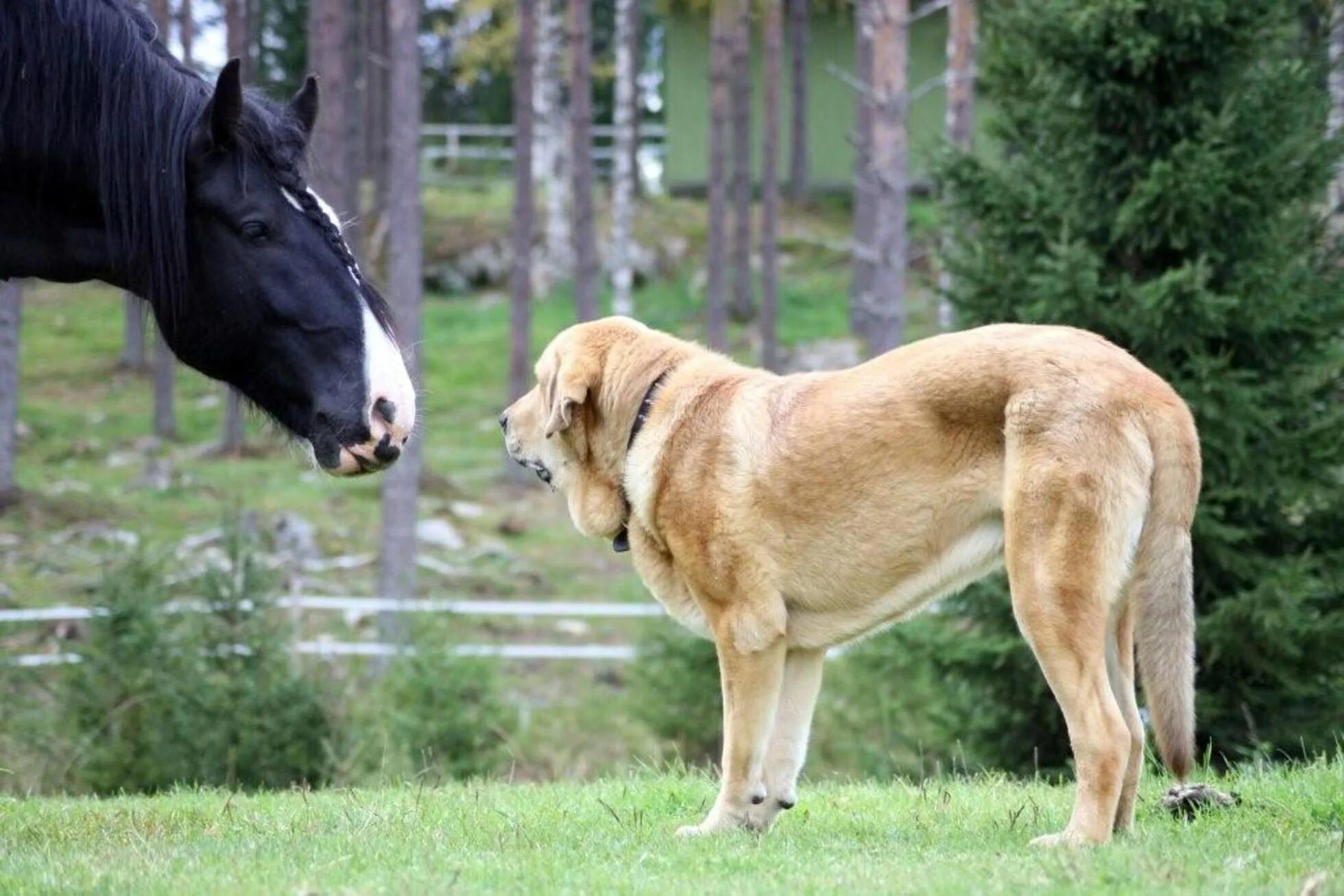 Предложение огромный пес. Порода испанский мастиф. Испанский мастиф собака. Испанский мастиф породы собак Испании. Испанский мастиф большой.