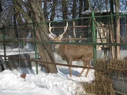 Квартиры в районе зоопарке