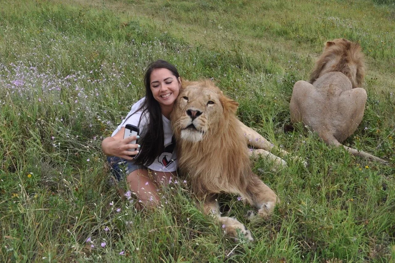 львенок инвалид в тайгане. парк тайган крым слон. лев симба карен даллакян. сайт олег зубков,, сафари парк,,. ветеринар карен даллакян челябинск симба.