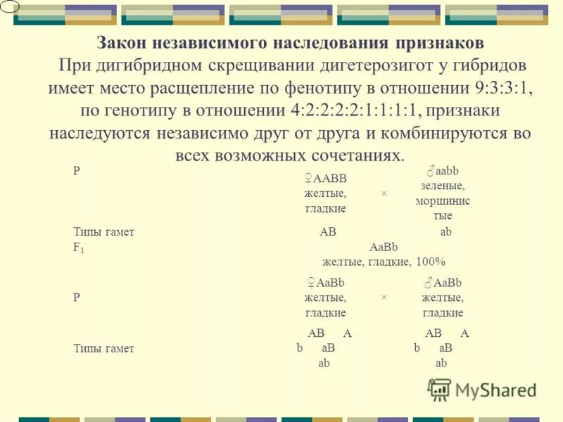 Дигибридное скрещивание дигетерозигот. Независимое наследование признаков генетика. Закон независимого наследования расщепление. Наследование признаков при скрещивании. Закон независимого наследования признаков расщепление по генотипу.