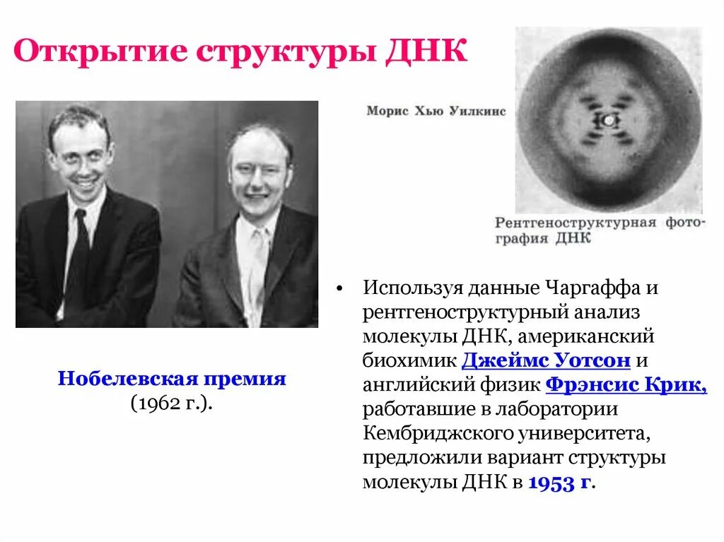 Открытие молекулярной структуры ДНК. Структура ДНК 1953. Структура ДНК открытие 1953. Структуру ДНК открыли.