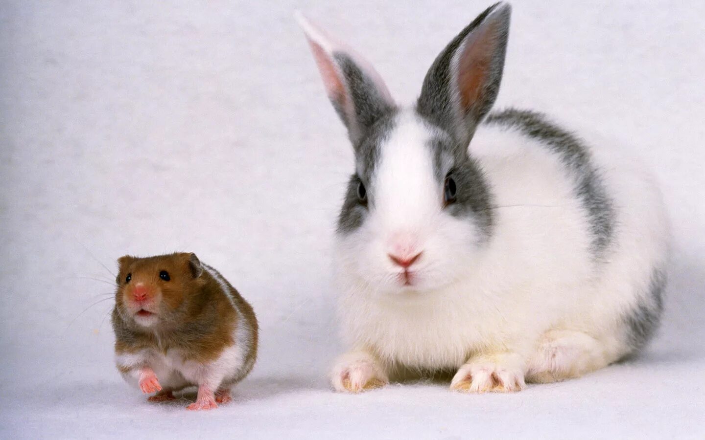 Кролик хомячков. Кролик и хомяк. Кролик и мышка. Кролик и хомячок. Кролик и крыса.
