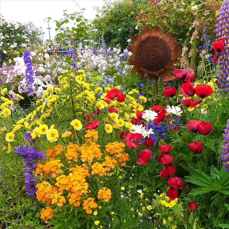 Душистые цветы для дачи. Табак душистый сенсейшн микс. Душистая на клумбе. Шалфей дубравный в ландшафтном. Душистая на клумбе.