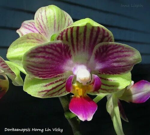 Are your names lin and vicky. Phal. horng lin vicky. орхидея horng lin vicky. орхидея b66 p. fortune saltzman (variation). phal. horng lin vicky 1,7 960.