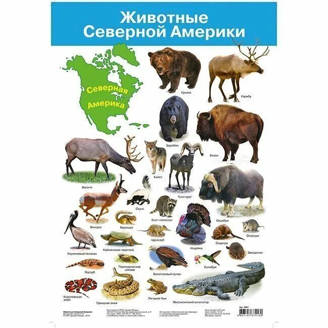 Животные америки для детей. Животные Северной Америки. Животные Северной Америки список. Животные которые живут в Северной Америке. Животные Северной Америки плакат.