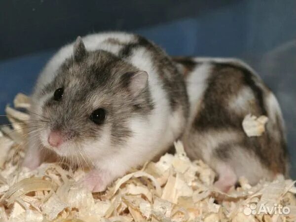 окрасы хомяков джунгариков. джунгарский хомяк окрас сапфир. окрасы джунгарских. джунгарский хомяк серый. хомяк карликовый кэмпбелл.