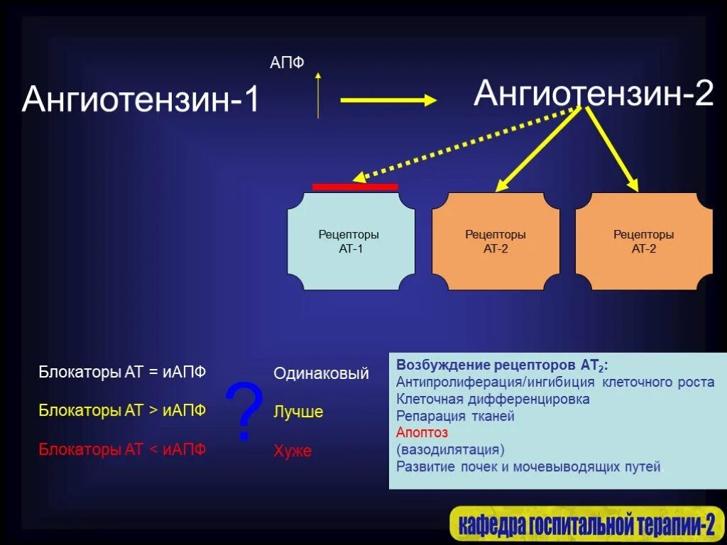 Блокаторы АТ 2 рецепторов. Рецепторы ангиотензина II. АПФ 1 И АПФ 2. Ангиотензин 1 рецепторы.