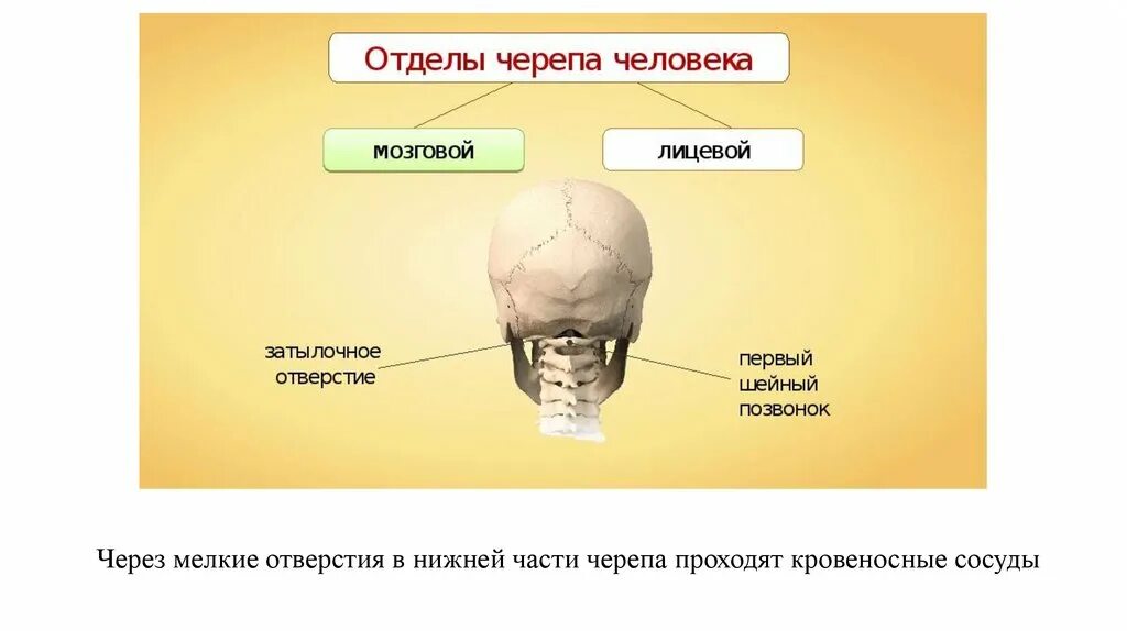 Соединение костей мозгового отдела черепа. Кости мозгового черепа и швы черепа. Отделы скелета головы человека. Кости скелета отдела соединения череп. Мозговая лицевая часть черепа