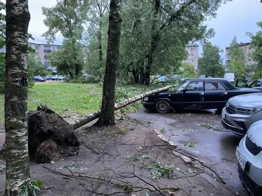 Подслушано великие луки черный