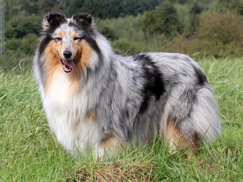 Колли мраморная. Колли длинношёрстный. Колли соболиный окрас. Шотландская овчарка шелти. Колли соболиный окрас.