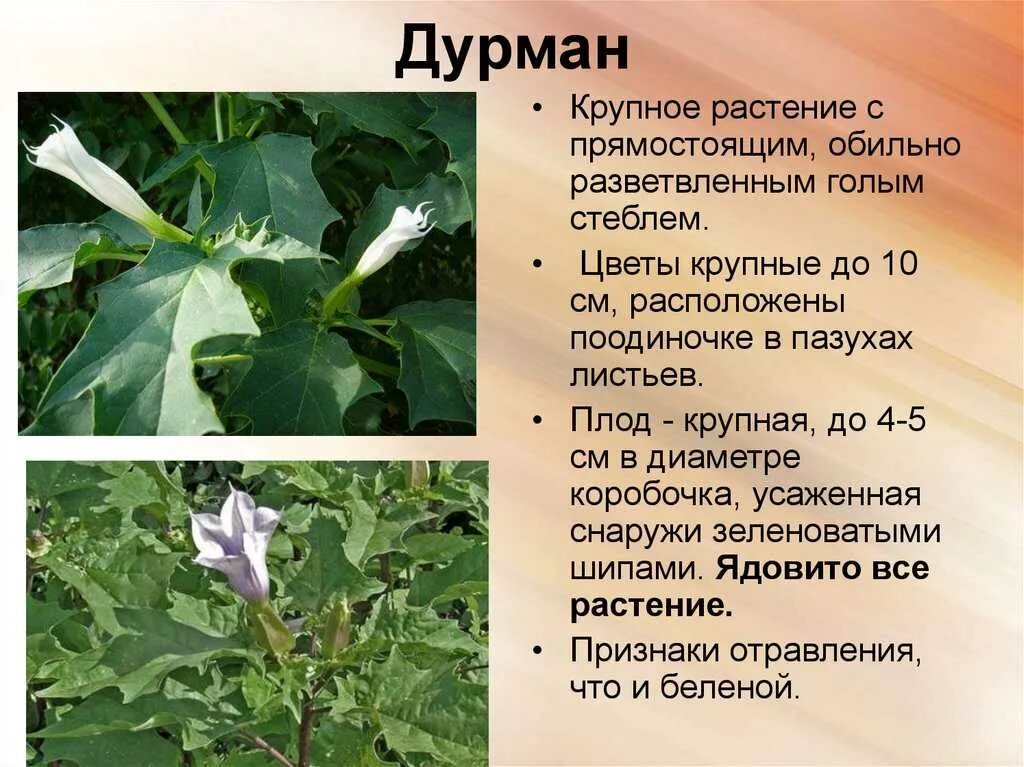 Дурман читать. Дурман обыкновенный ядовитое. дурман обыкновенный цветок. опасное растение дурман обыкновенный. дурман обыкновенный ядовитое растение.
