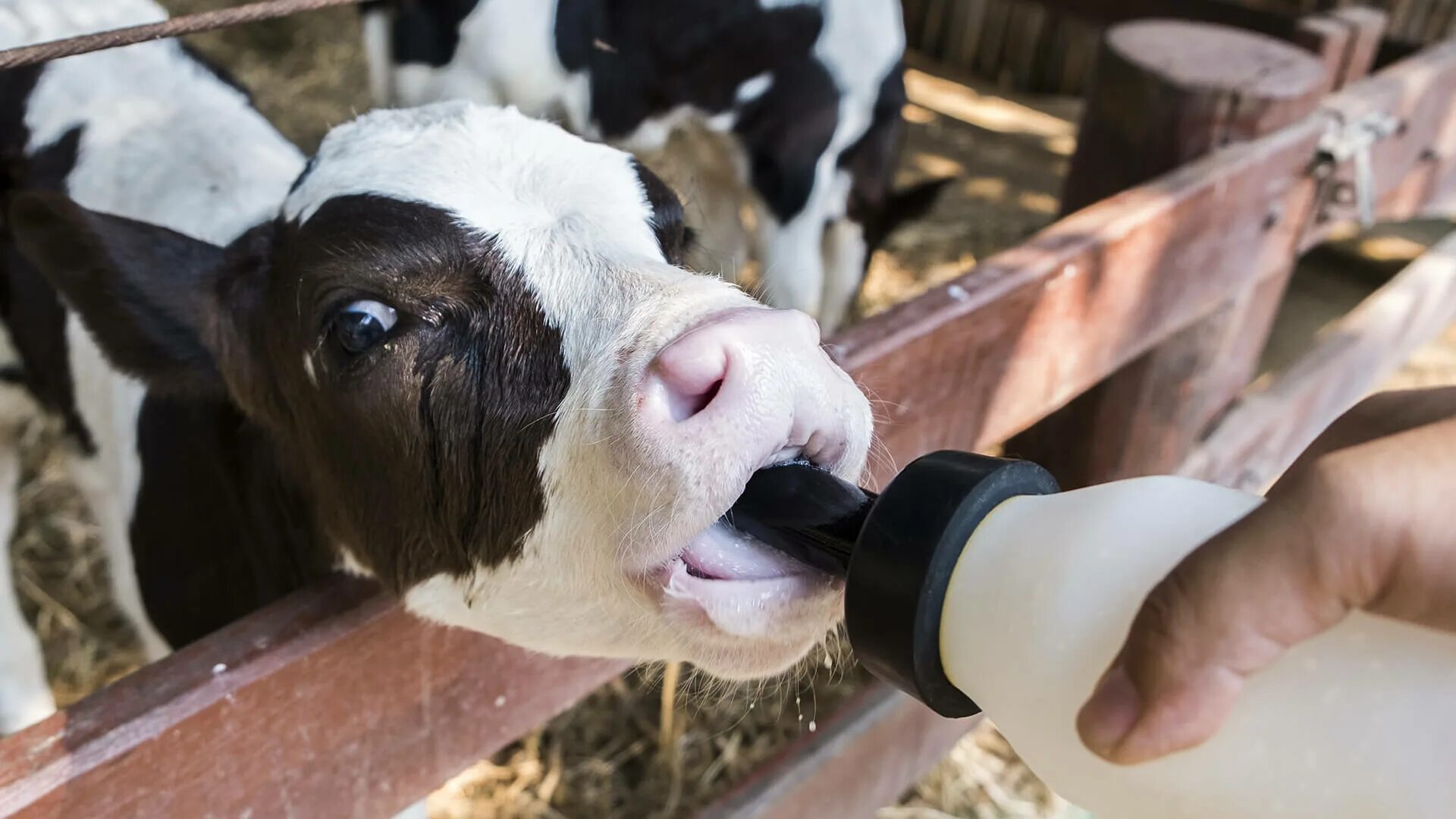 Поение телят. Оленок пьет молоко. Выпойка телят молозивом. Выпойка телят молозивом. Вскармливание телёнка.