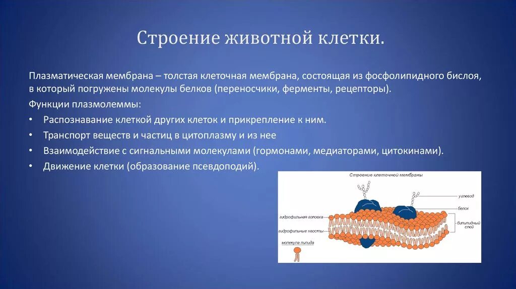 Из чего состоит оболочка клетки. Строение и функции плазматической мембраны животных. Плазматическая мембрана животной клетки состоит. Структура клетки плазматическая мембрана.