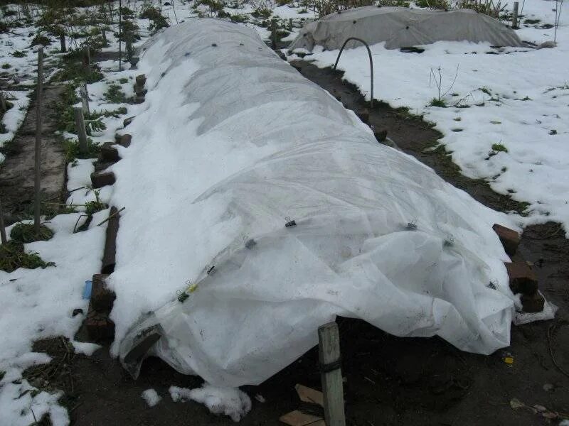 Укрытие роз на зиму в Подмосковье спанбондом. Укрытие роз Ольга Воронова. Укрытие роз лутрасилом. Укрывной материал на зиму
