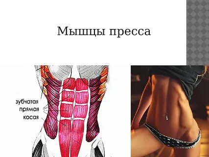 Пресс виды мышц