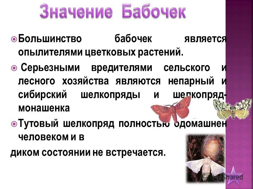 значение бабочки. символ бабочки значение. бабочка значение символа в психологии. бабочка лексическое значение. бабочки и их роль в жизни человека.