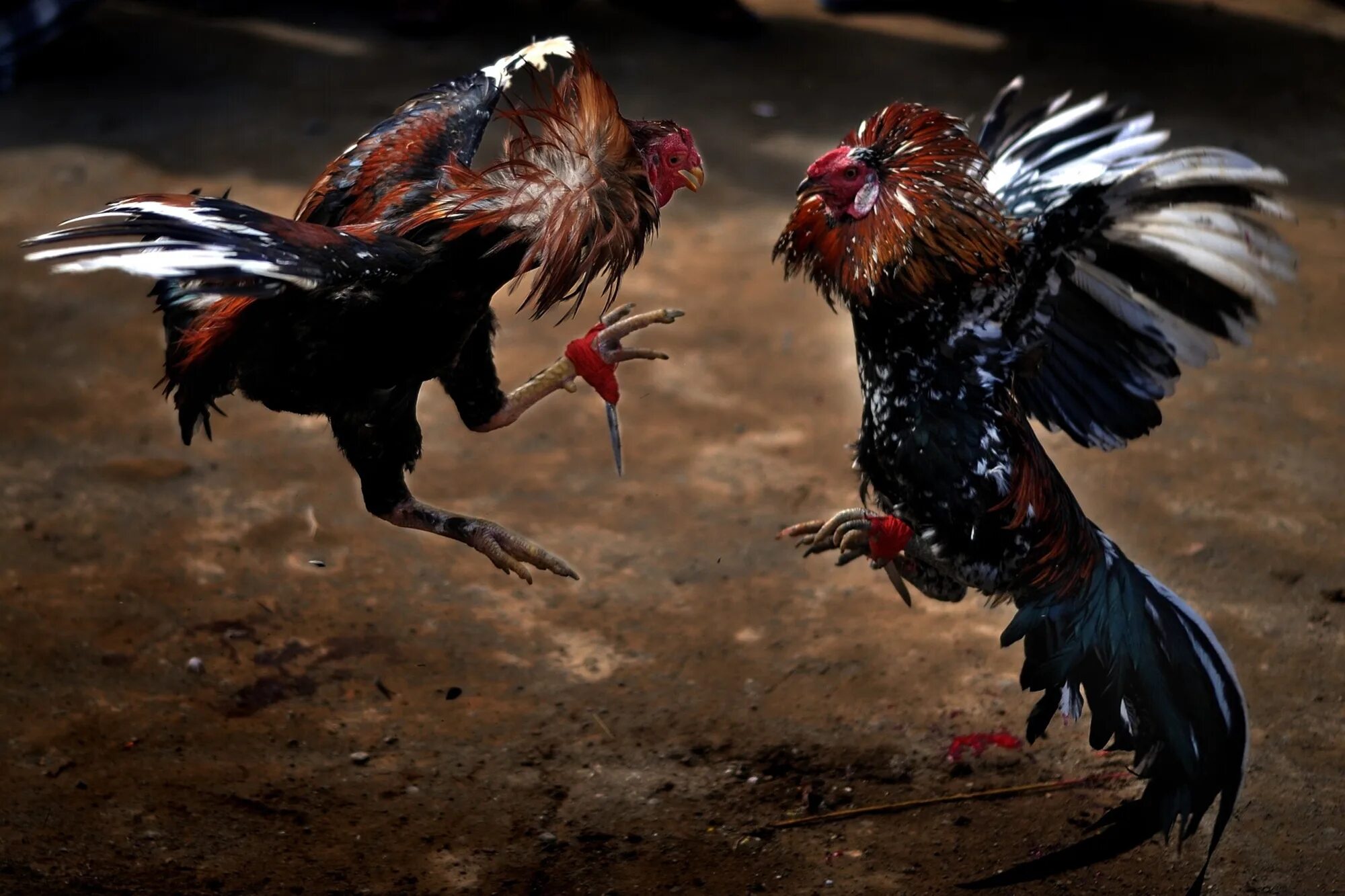 Cock fight