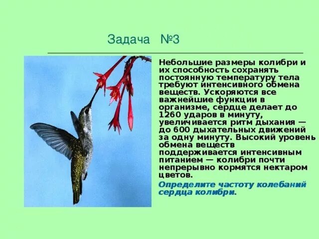 Благодаря чему птицы сохраняют постоянную высокую температуру