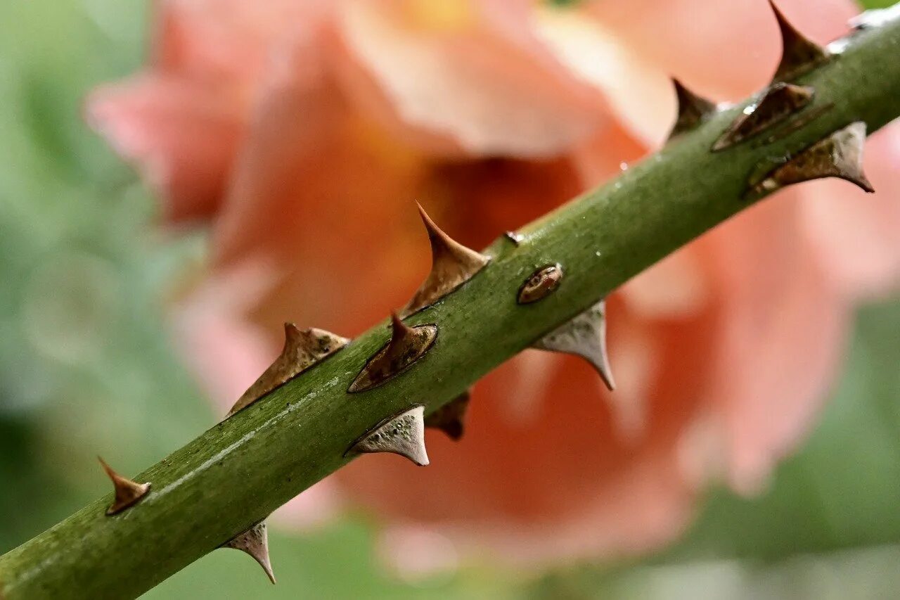 Картинка шипа. Колючая роза. Роза с колючими шипами. Thorny Rose Bush. "Шипы" (Thorns) 2022.
