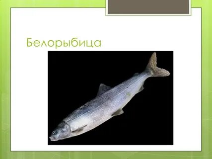 Белорыбица это какая