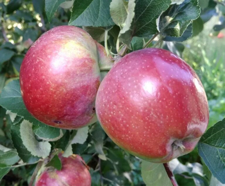 Сорт яблони уэлси. Сорт яблони мутсу. Яблоня "рождественское" (malus domestica). Сорт яблони мутсу. Яблоня московская грушовка колоновидная.