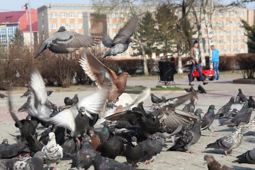 Хабаровские голуби. Голуби в Приморье. Орнитолог для голубей.