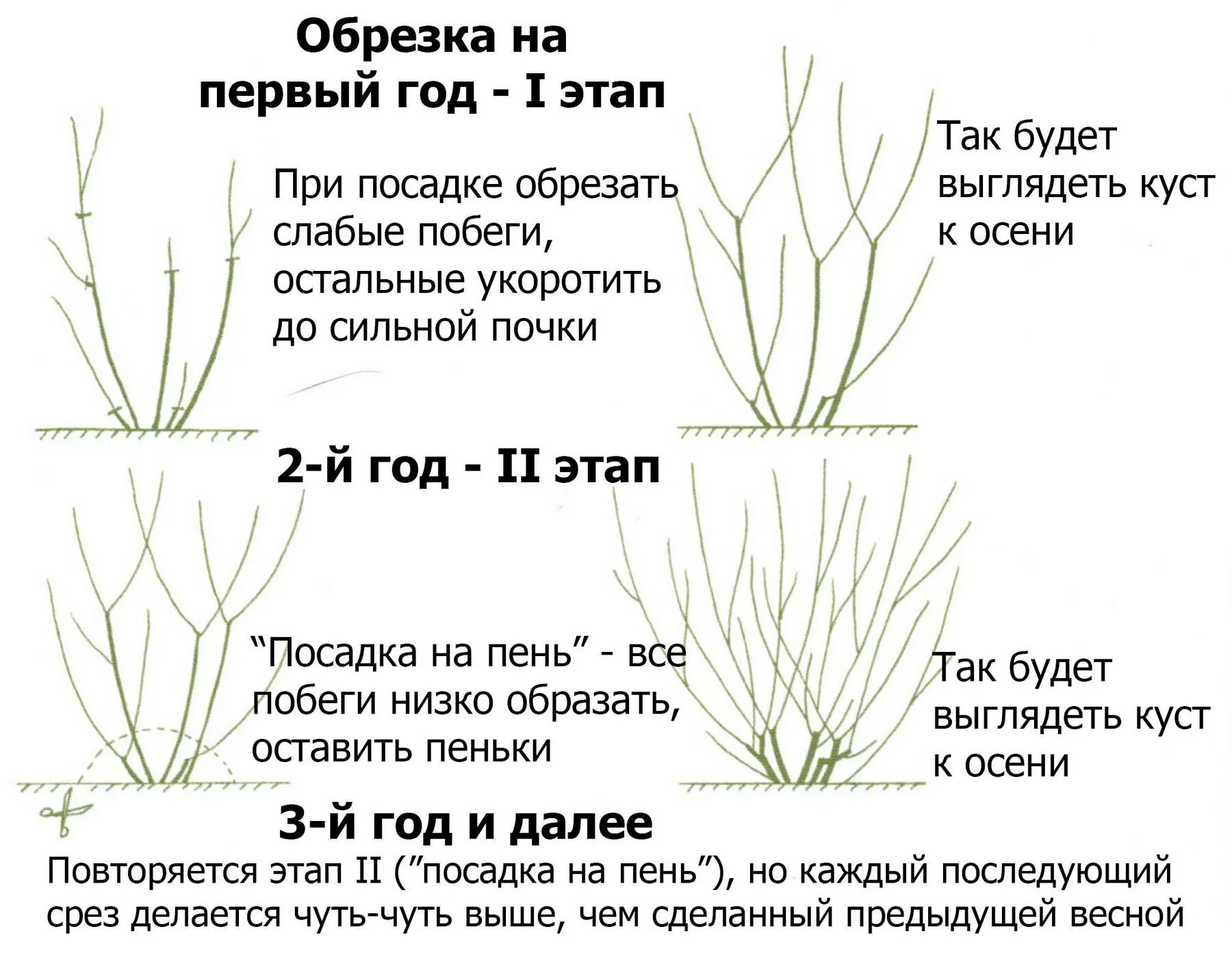 Можно ли летом обрезать. Обрезка барбариса Тунберга осенью. Обрезка барбариса Тунберга весной. Формировка барбариса Тунберга. Обрезка барбариса Тунберга.