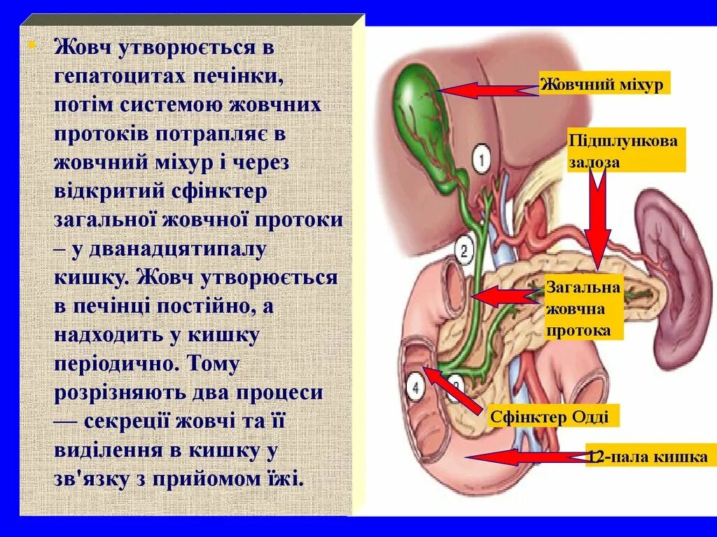 Пузырный проток желчного пузыря. Как желчь попадает в желчный пузырь. Проток желчного пузыря открывается в. Заболевания желчного пузыря и желчевыводящих путей. Через сколько вода попадает в пузырь