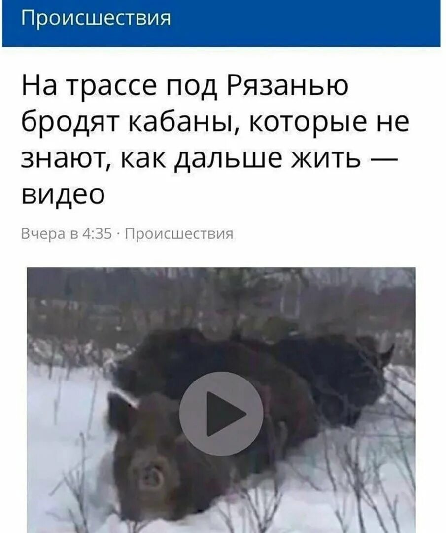 Кабан пробежал так неожиданно что пока я. Кабан мемы. кабаны не знают как дальше жить.