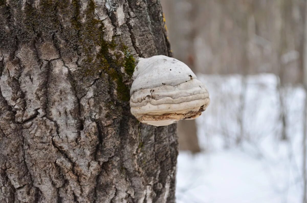 фунгус древесный гриб. Phellinus igniarius. гриб трутовик симбиоз. Phellinus igniarius. паразитические грибы дерева.