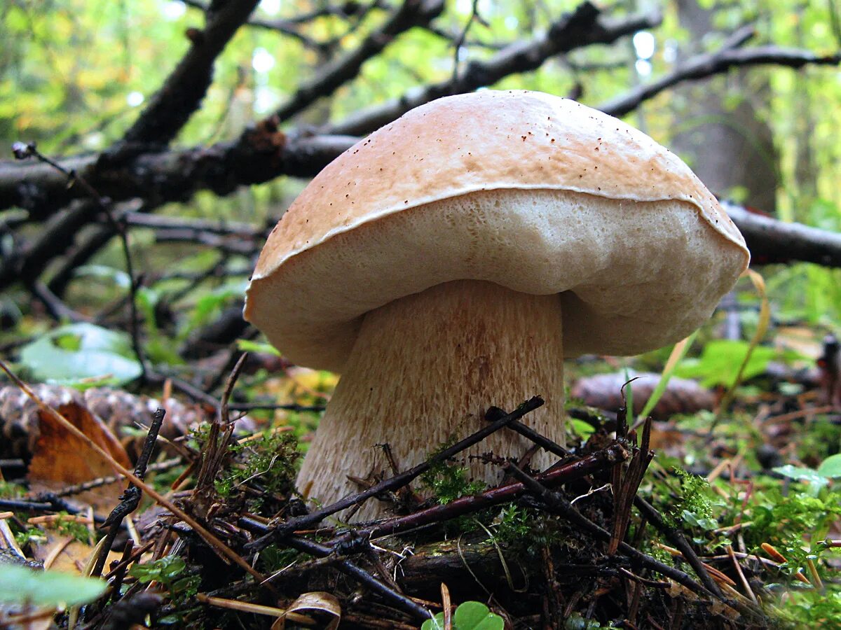 Белые гри. Boletus edulis – белый гриб. Болетус Эдулис. Белый гриб еловый Боровик. Боровик березовый.