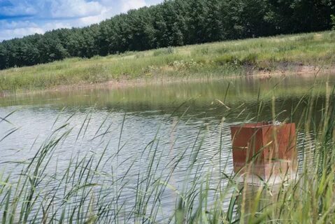 Правдинский пруд воронежская область
