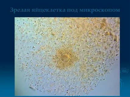 Без яйцеклетки
