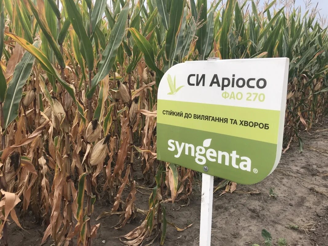 Фао кукурузы. Семена кукурузы syngenta. гибрид кукурузы фао 320. фао кукурузы по сортам. семена кукурузы ротанга фао 200.