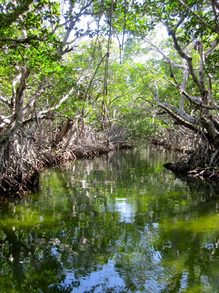Everglades national park. Эверглейдс болото. Эверглейдс болото. Парк эверглейдс флорида. Болота эверглейдс во флориде.