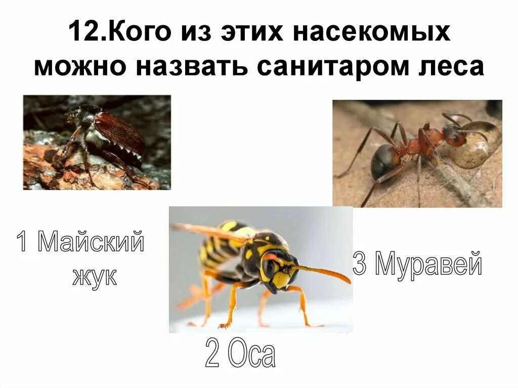 Санитары леса животные. Кто санитар леса. Волк санитар леса почему. Санитар леса. Птица санитар.
