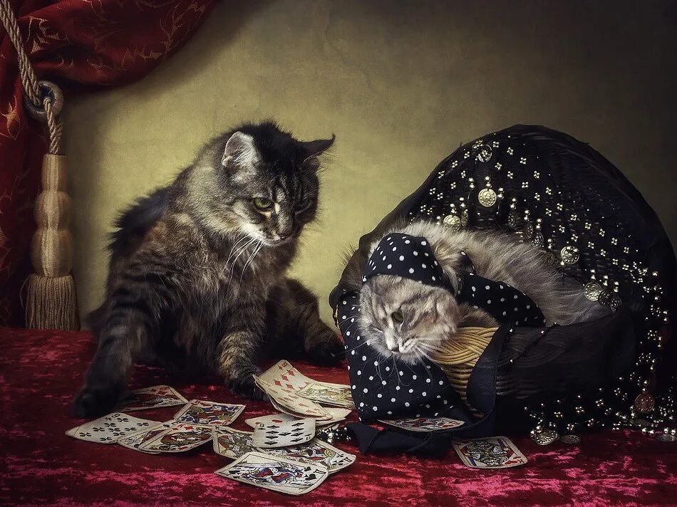 Кот гадает. Кот гадалка. котик гадает. котик астролог. кот в костюме гадалки.