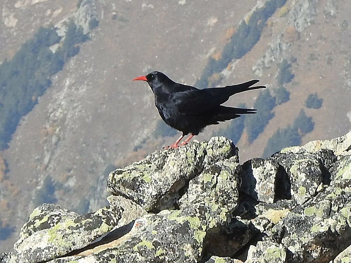 Клушицы и галки. Клушица Кавказская. Pyrrhocorax Pyrrhocorax. Клушица птица. Тетет