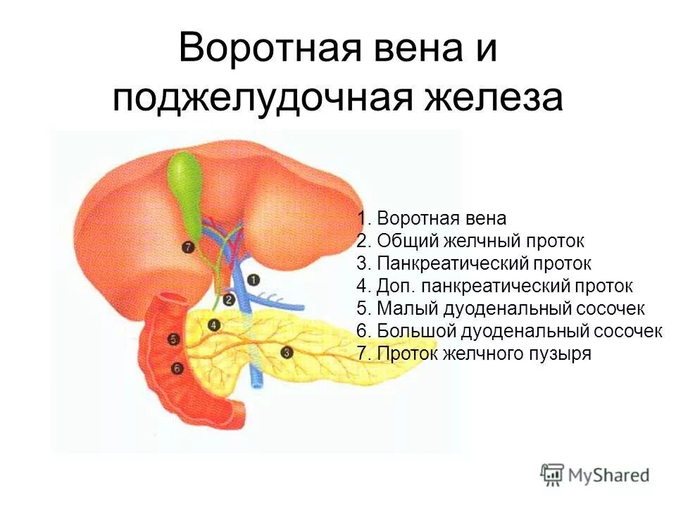 От мозга кровь оттекает. Санториниев проток поджелудочной железы. Портальная Вена поджелудочной железы. Воротная Вена и поджелудочная железа. Вены поджелудочной железы.