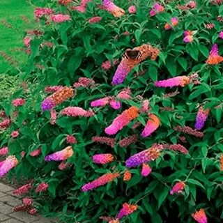 Буддлея декоративные кустарники